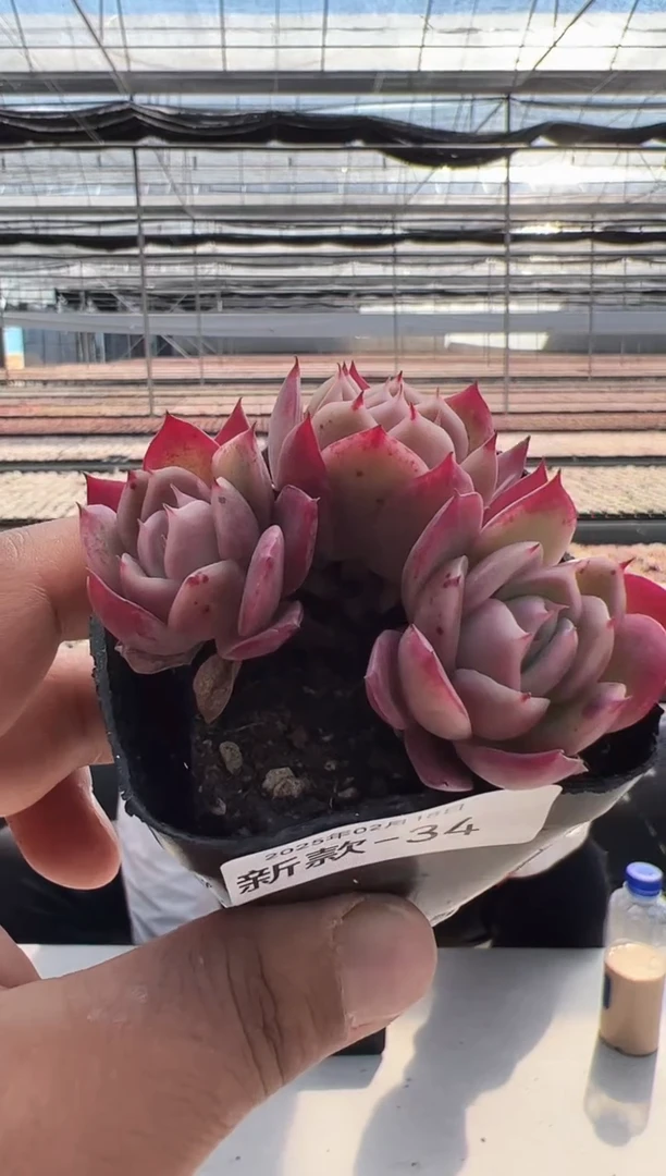 【闪购商品】新款多肉-34