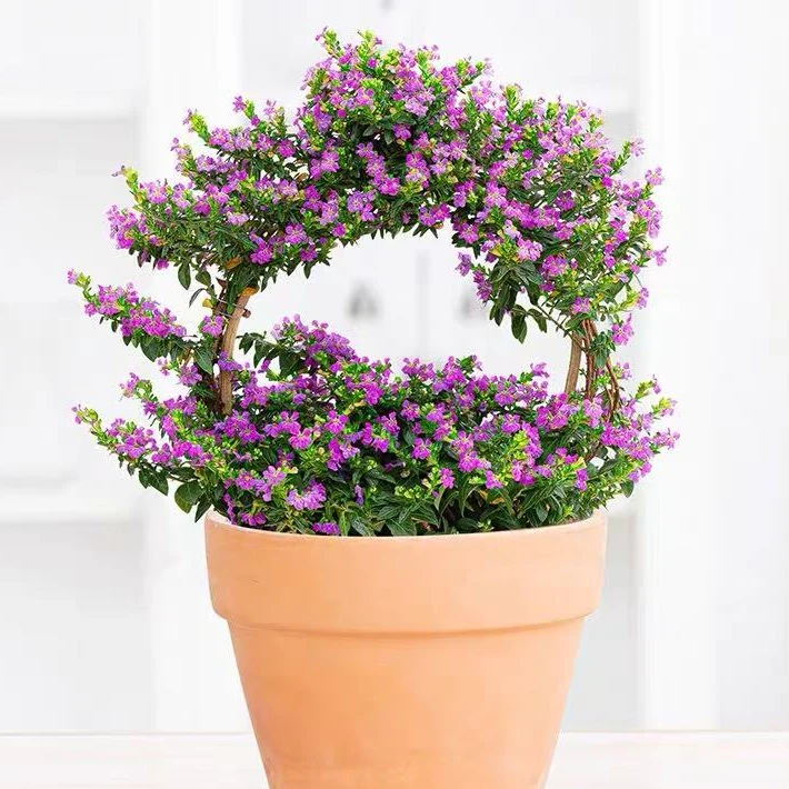 【满天星】花篮形盆栽带花庭院室内阳台花卉四季开花好养耐热寒植物