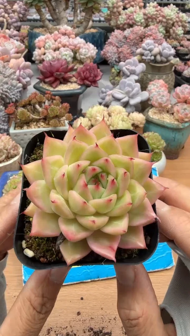 东云多肉园二店-360