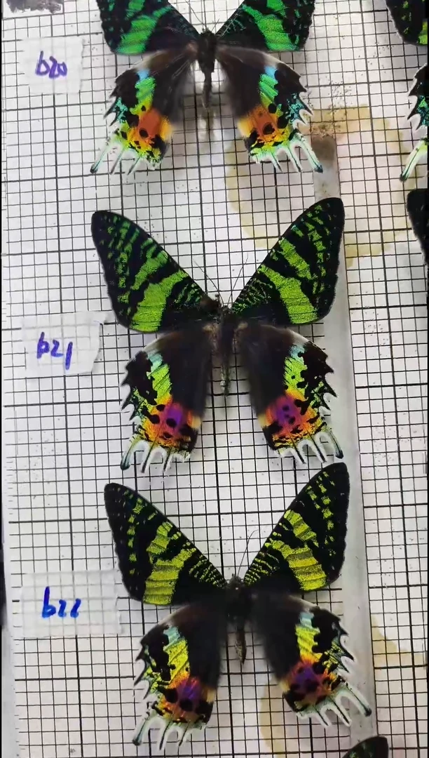 呆****?展翅品压棉发货一图一物编号B21