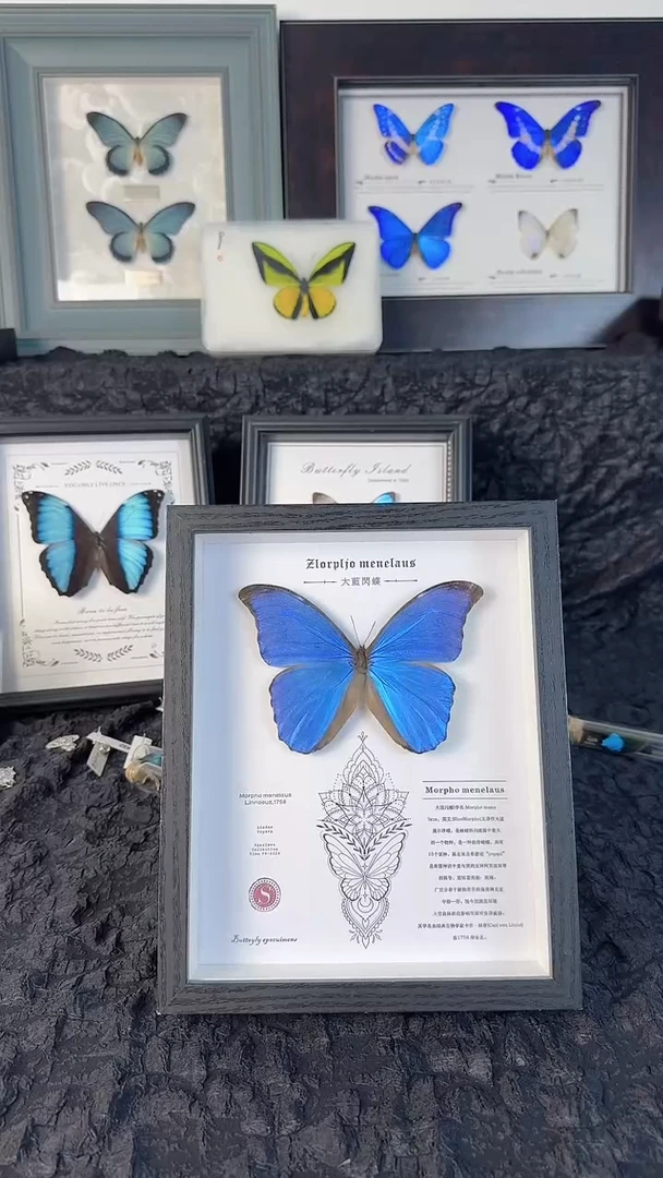 天然标本蝴蝶收藏