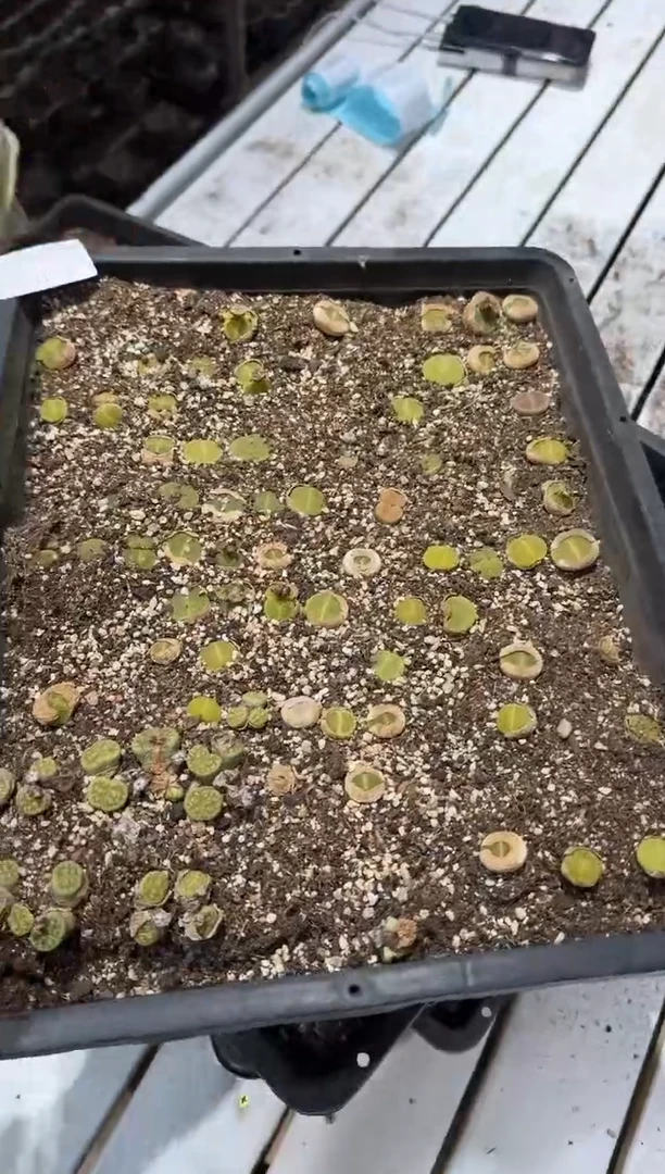 27-170多肉植物肉锥脱土发绿光阳