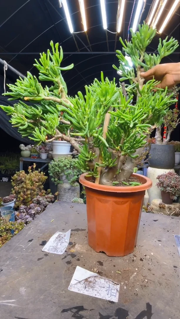 【闪购商品】超大吸财树7325