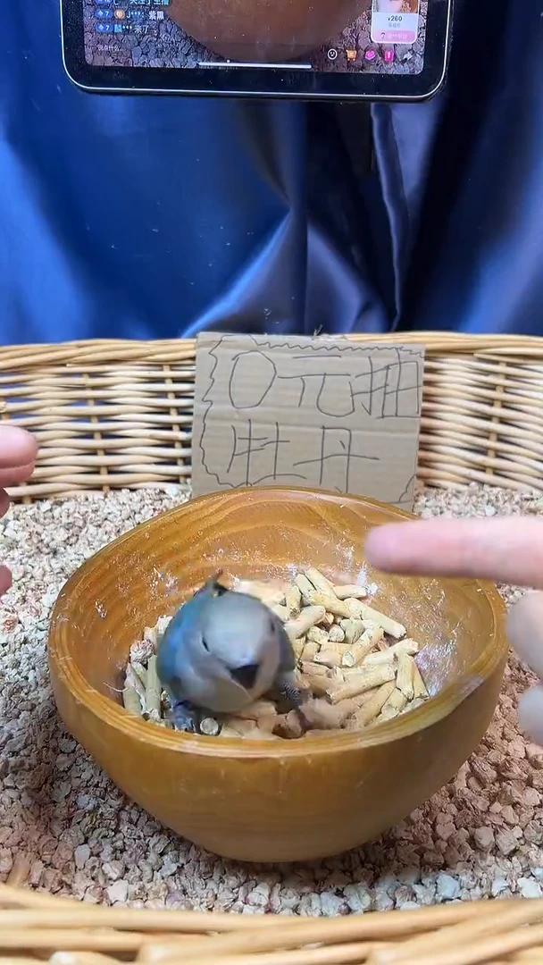 桃脸牡丹鹦鹉蓝银P91939，拍摄开箱视频，到家包活48小时