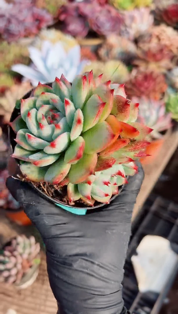 是**啊多肉植物一物一拍14025