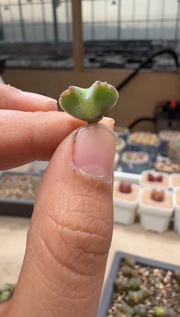 20-133多肉植物肉锥干伤福利