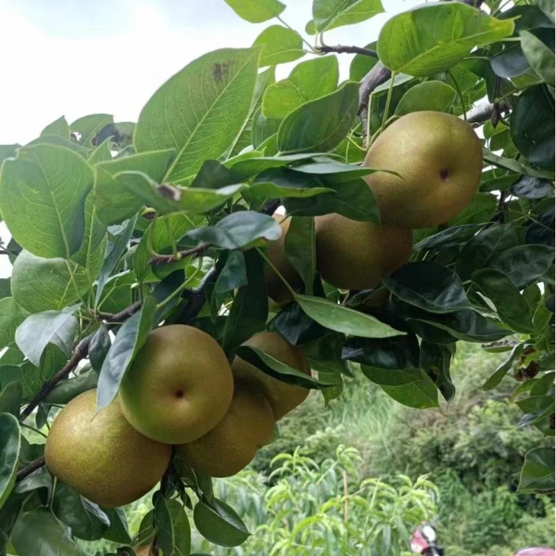 黄花梨头茬梨现摘现发鄱阳当季新鲜酥梨