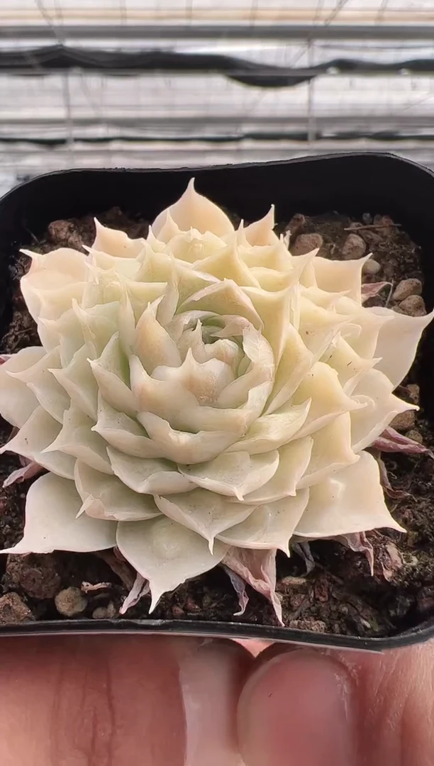 【闪购商品】留财猫-2