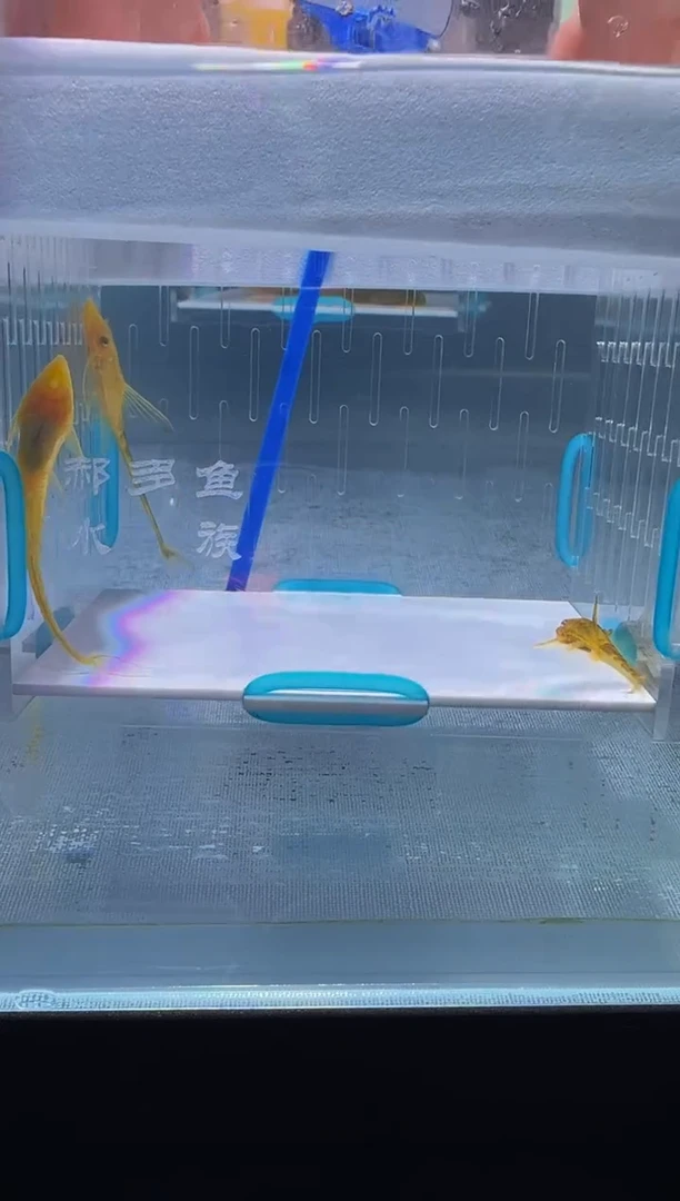 清道夫5+6入缸不包损56