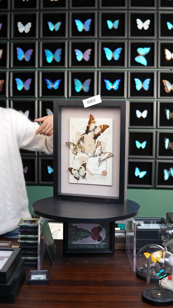 蝴蝶标本摆件竞拍H464