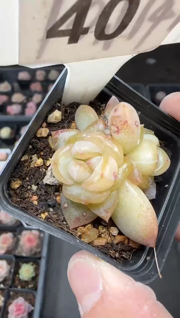 【闪购商品】一物一拍0213—40