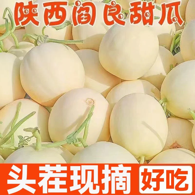 【带箱5斤】陕西阎良甜瓜新鲜当季现摘白皮香瓜4.5斤