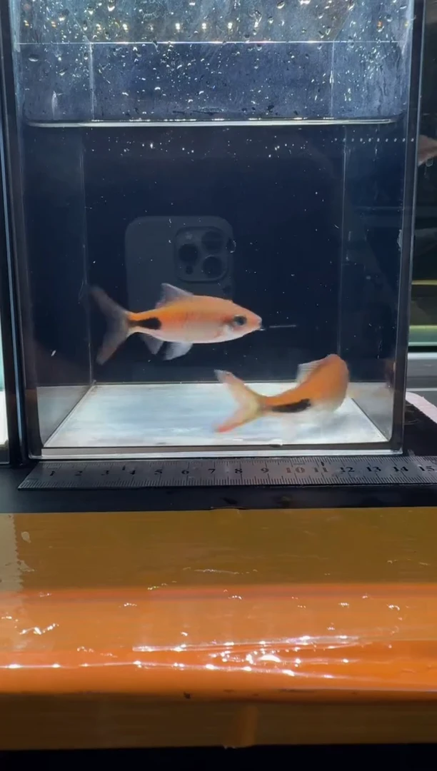 海水鱼彩虹道人111