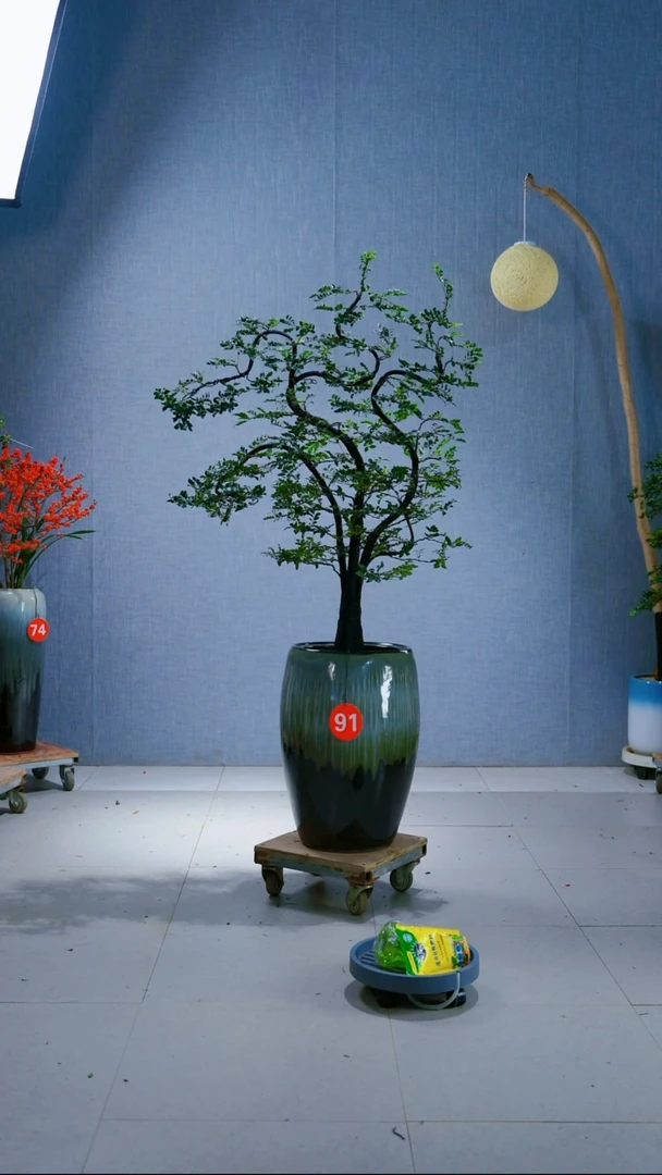 无花朵郑*军广东小叶紫檀91号
