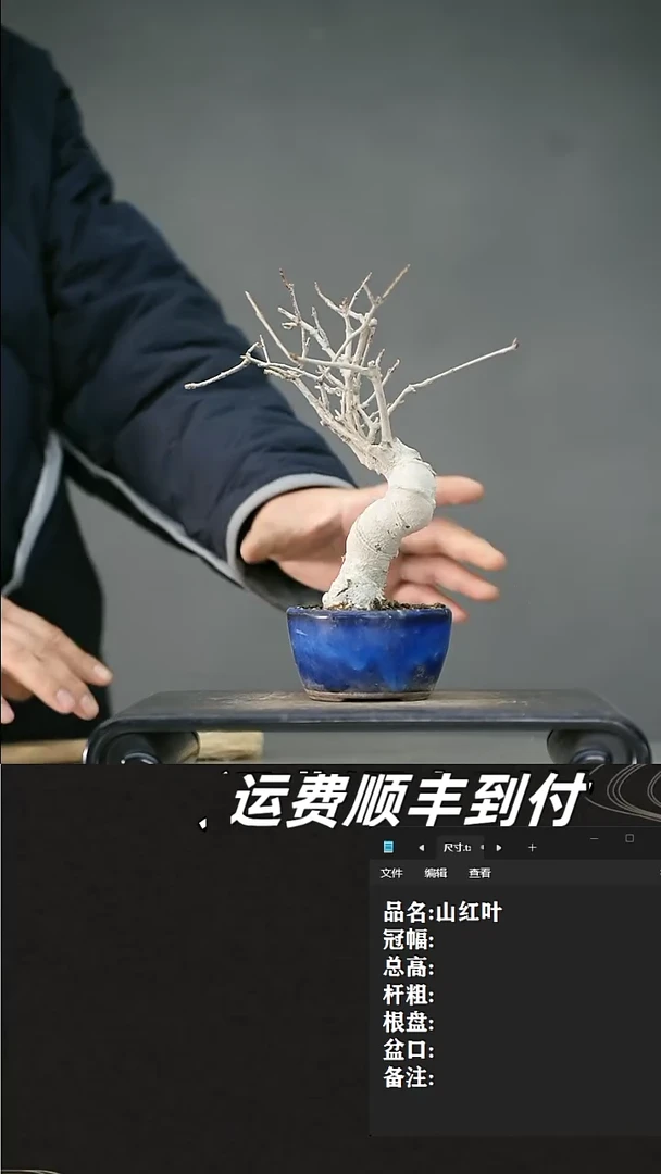 【闪购商品】47 山红叶
