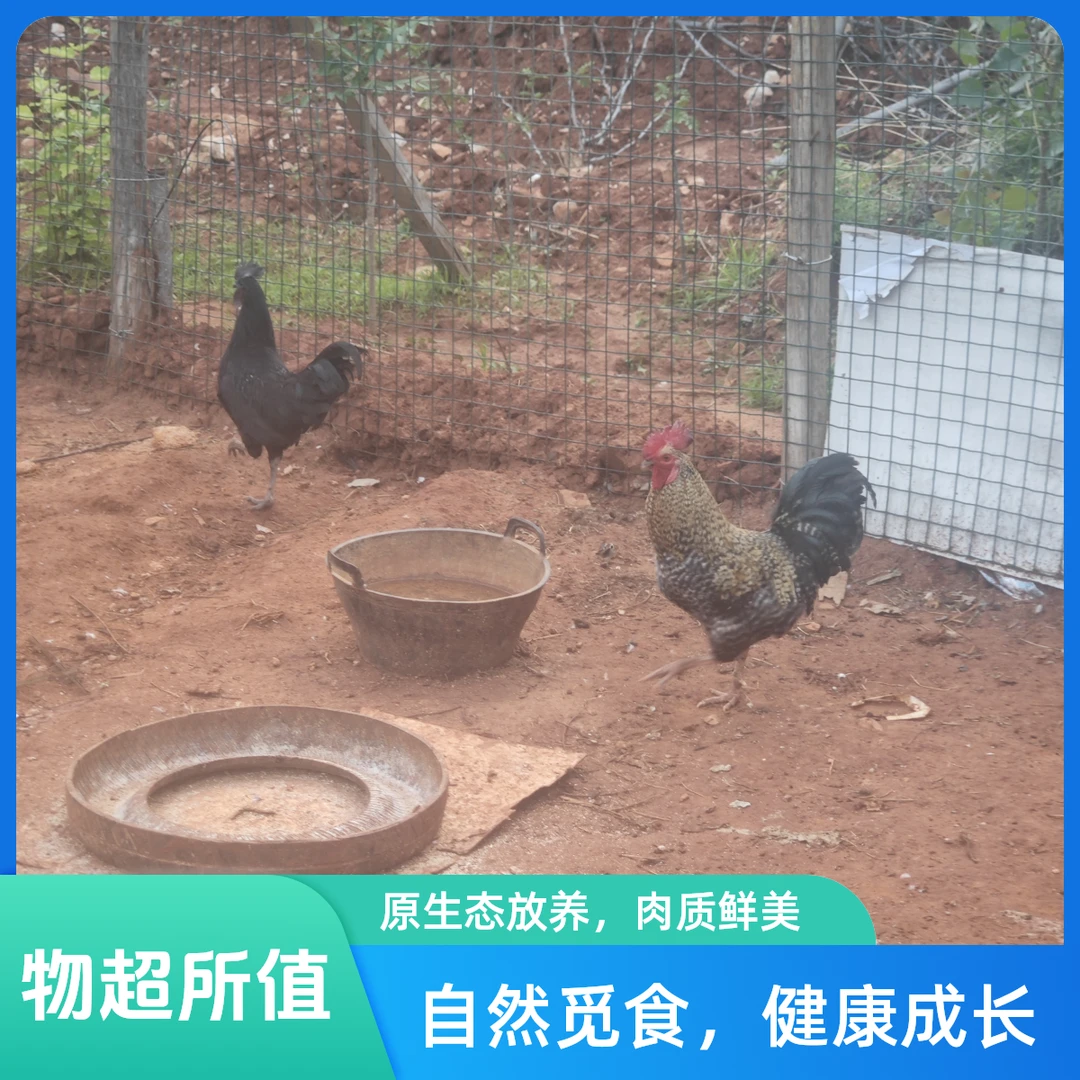 土公鸡农户自养（公鸡净重3斤左右/只/168元）鸡肉同城送鸡肉同城送烧烤食材