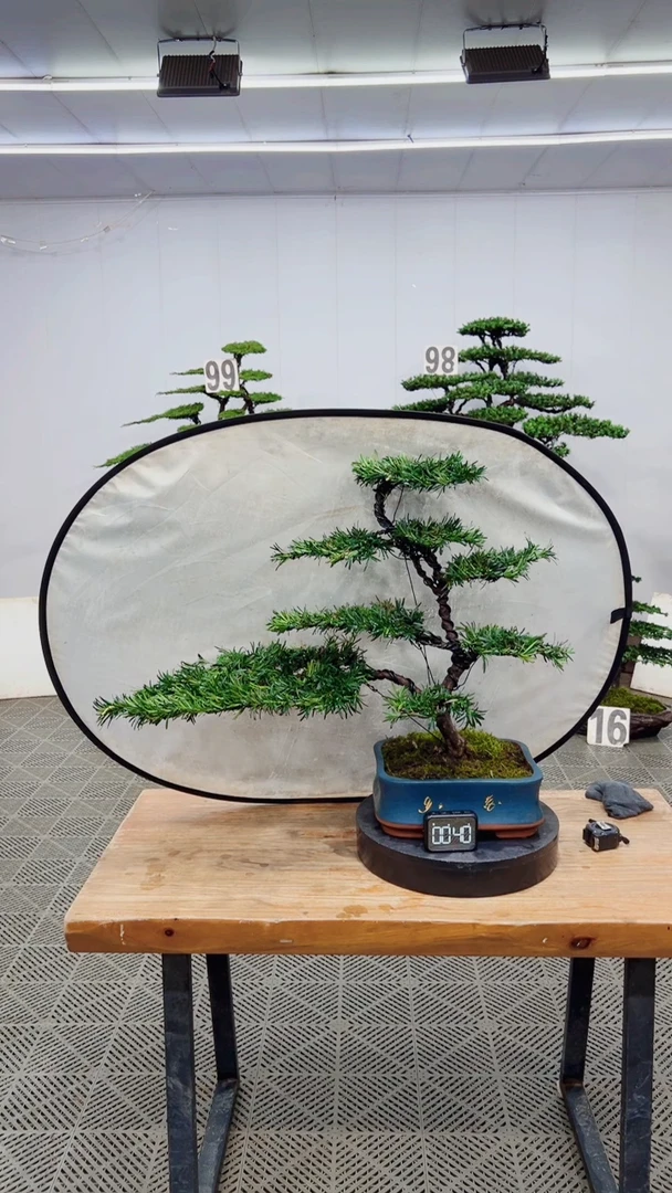 无花朵造型盆景一物一拍