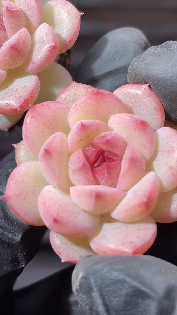 35-87 天美2-3厘米量拍发一颗