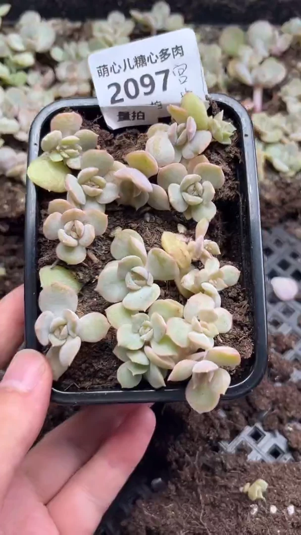 2097 宫花切糕多肉植物量拍