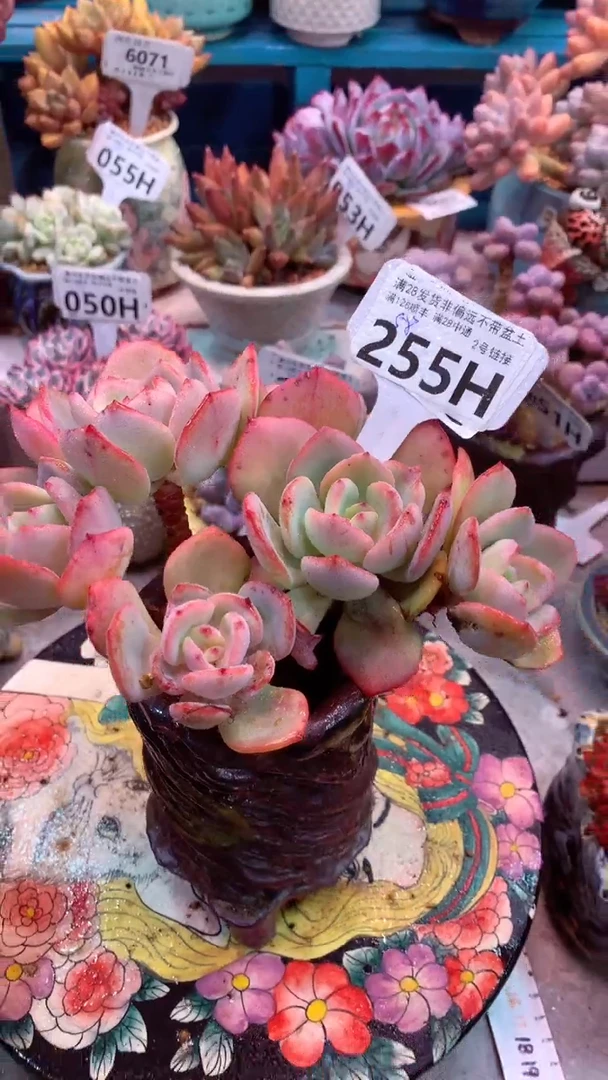 255H 模特区 白月光