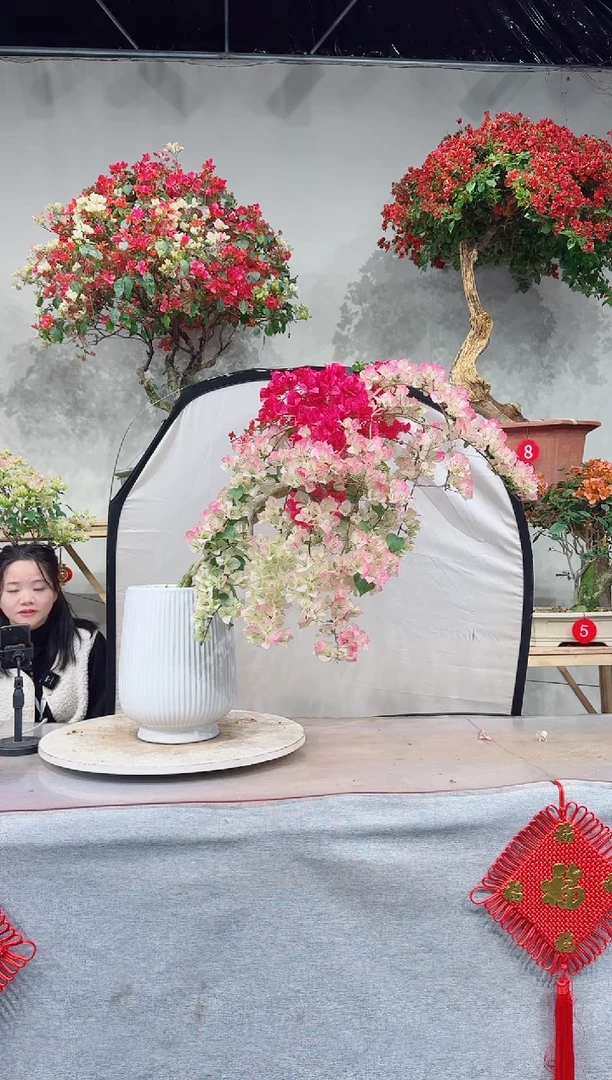 【闪购商品】盆景绿樱