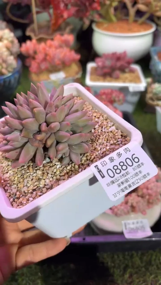 【闪购商品】08806