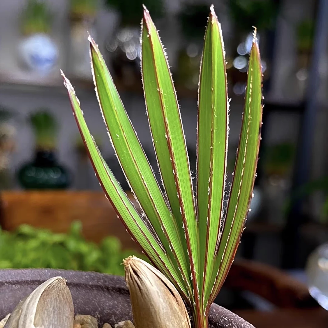 毛里求斯蓝脉葵室内观叶植物棕榈科室内热植绿植盆栽