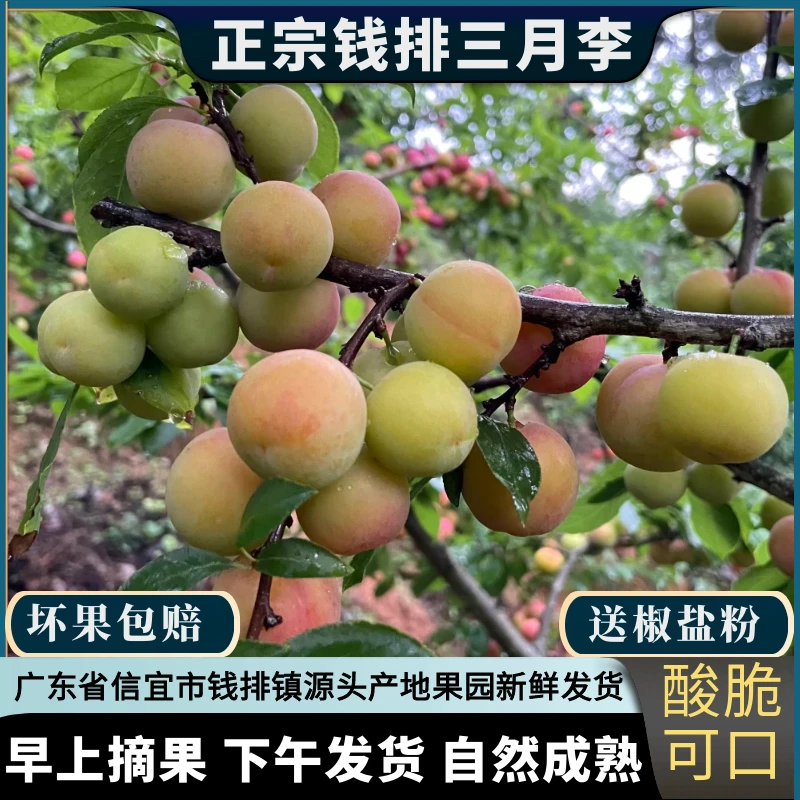 广东信宜钱排三月李5斤装酸脆青李子当季孕妇水果大果园新鲜现摘
