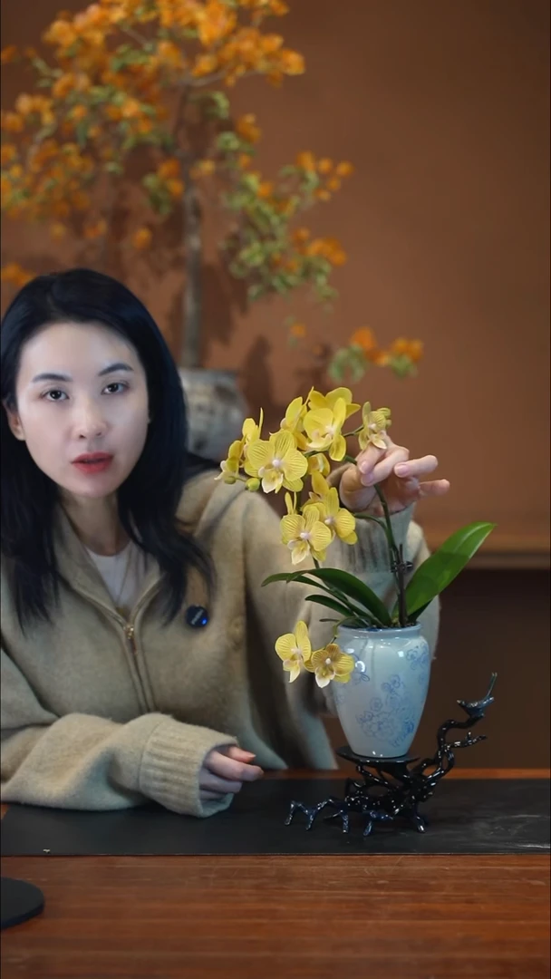 全部花朵金盏蝶盆景盆景