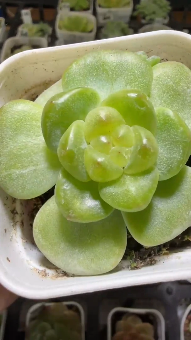 1333  绿透多肉植物