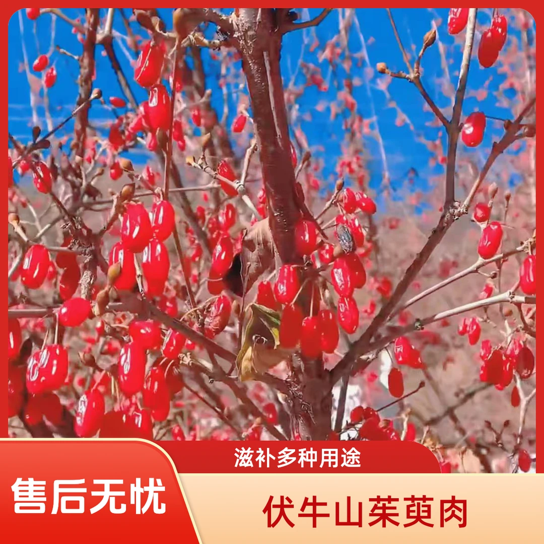 伏牛山正宗山茱萸肉大颗粒饱满免洗