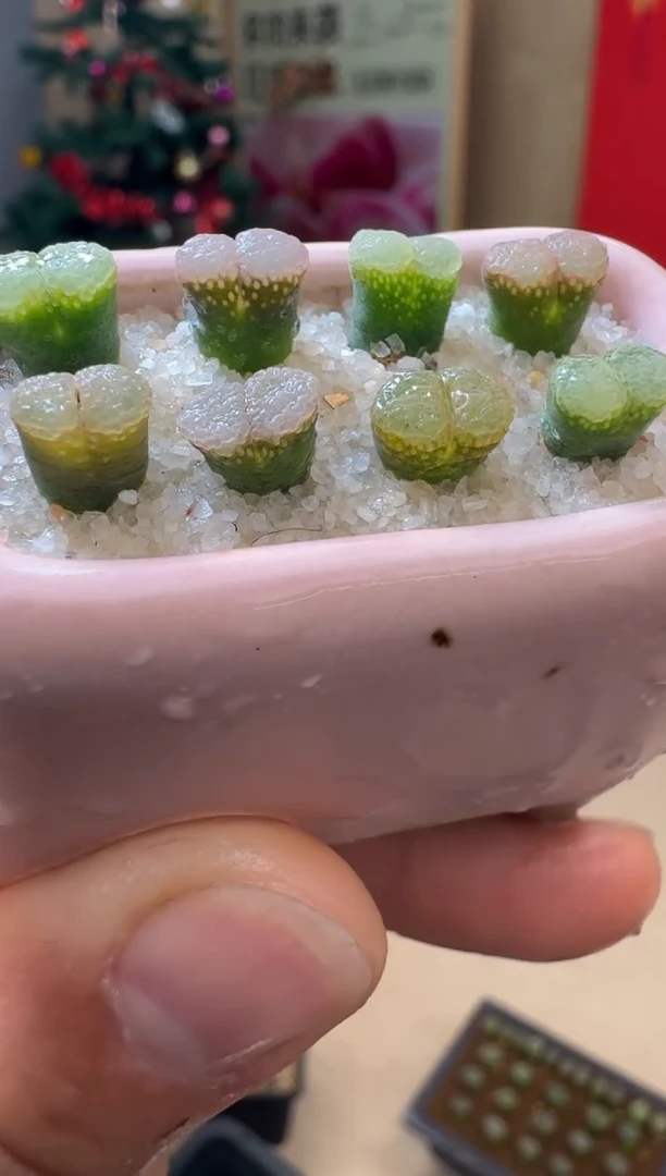 【闪购商品】19-26粉樱一颗