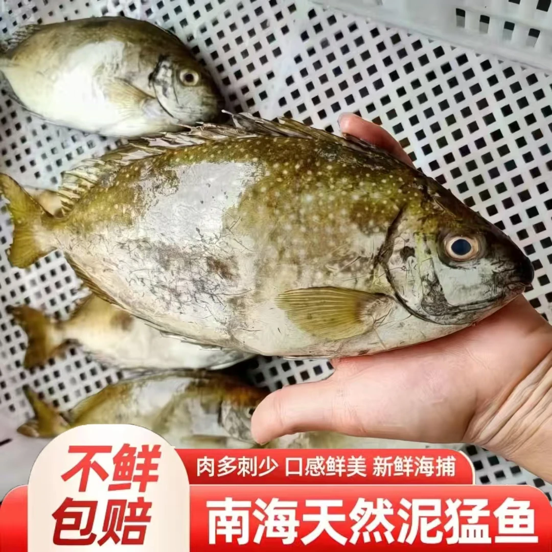 5-6条/斤 野生照灯泥猛鱼  柠檬鱼 帮杀真空顺丰冷链 新鲜海鱼