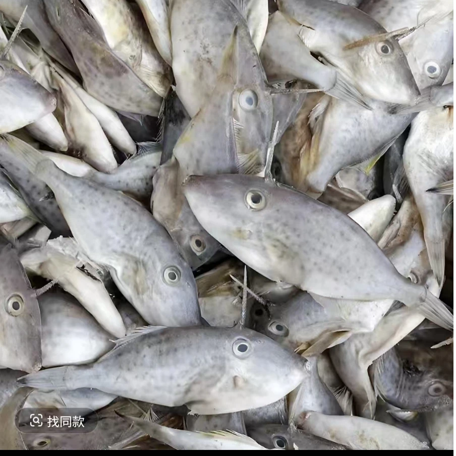 514生鲜 本港扒皮鱼 迪仔鱼 2斤 18头左右一斤