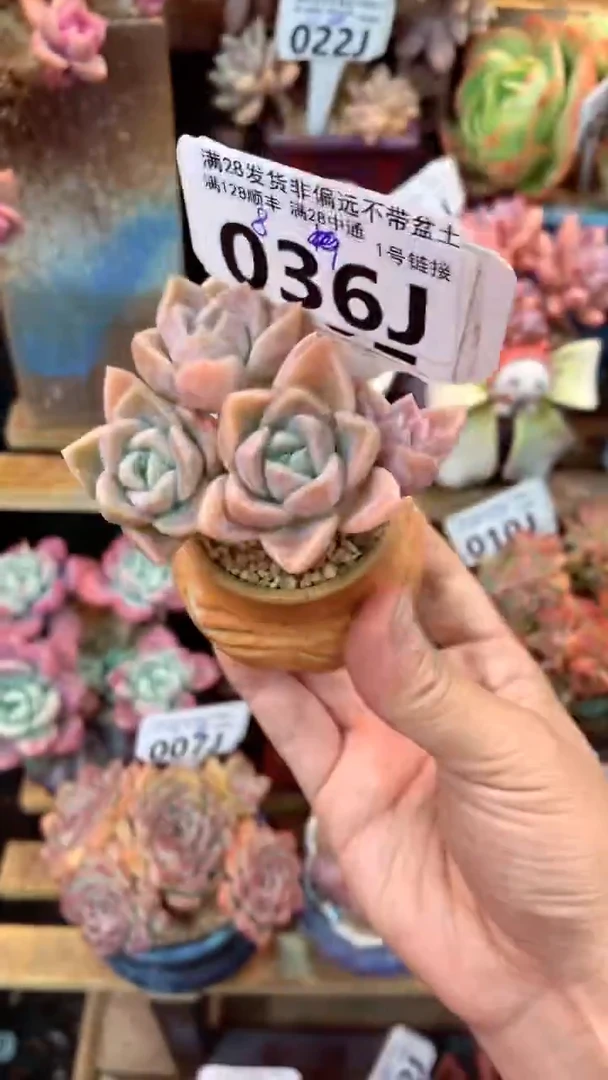 036J（一物一拍实付满28发货，默认不带盆土）