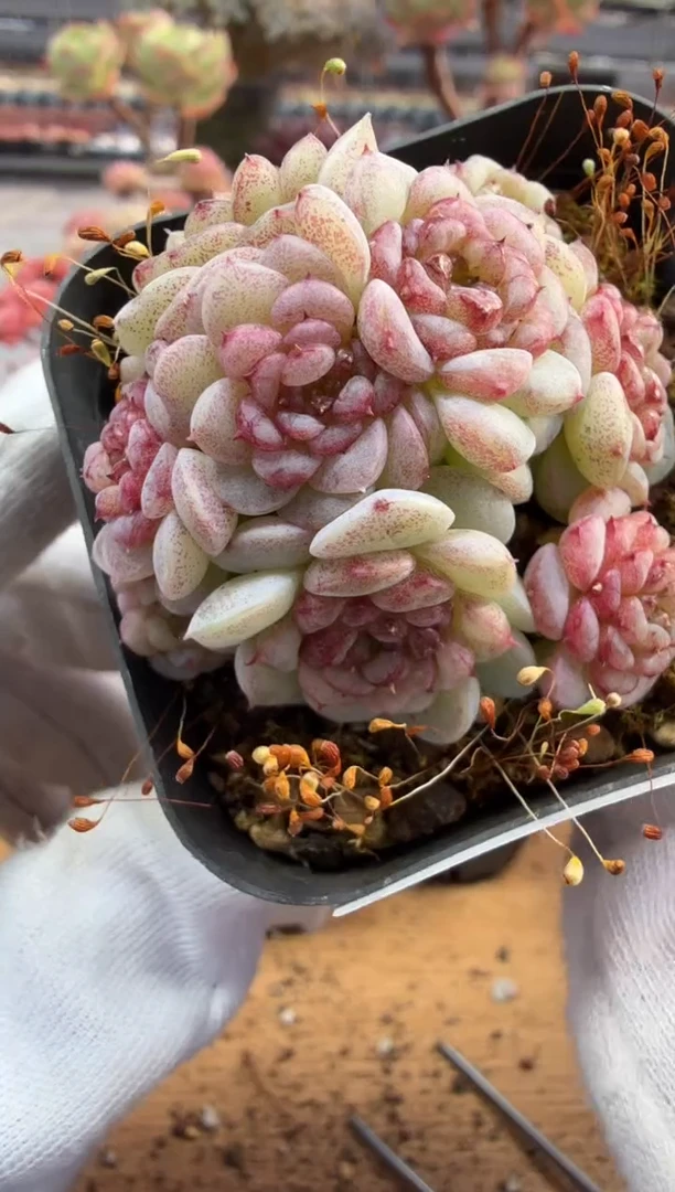 东云多肉园二店-253