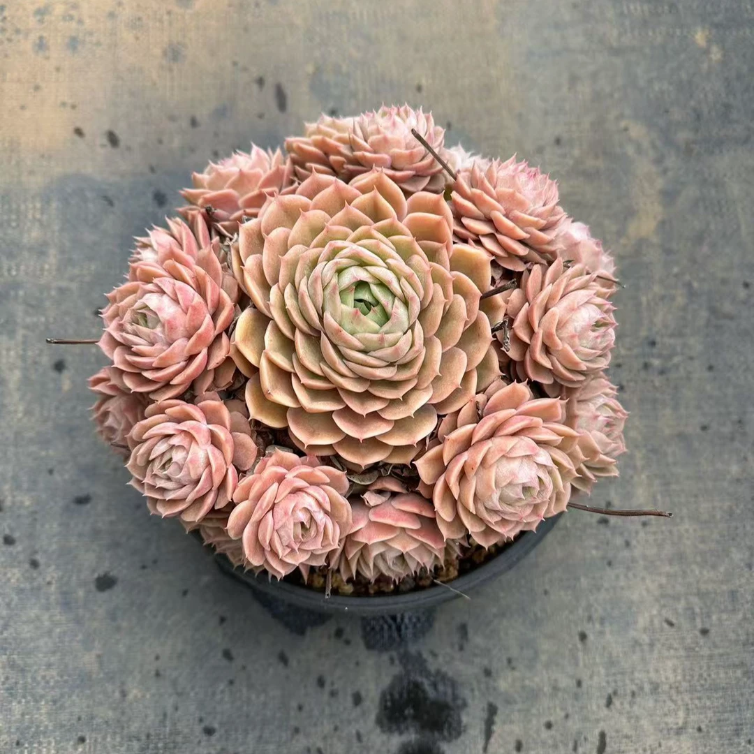 25#昂斯诺10头起前男友精品多肉 SM0004