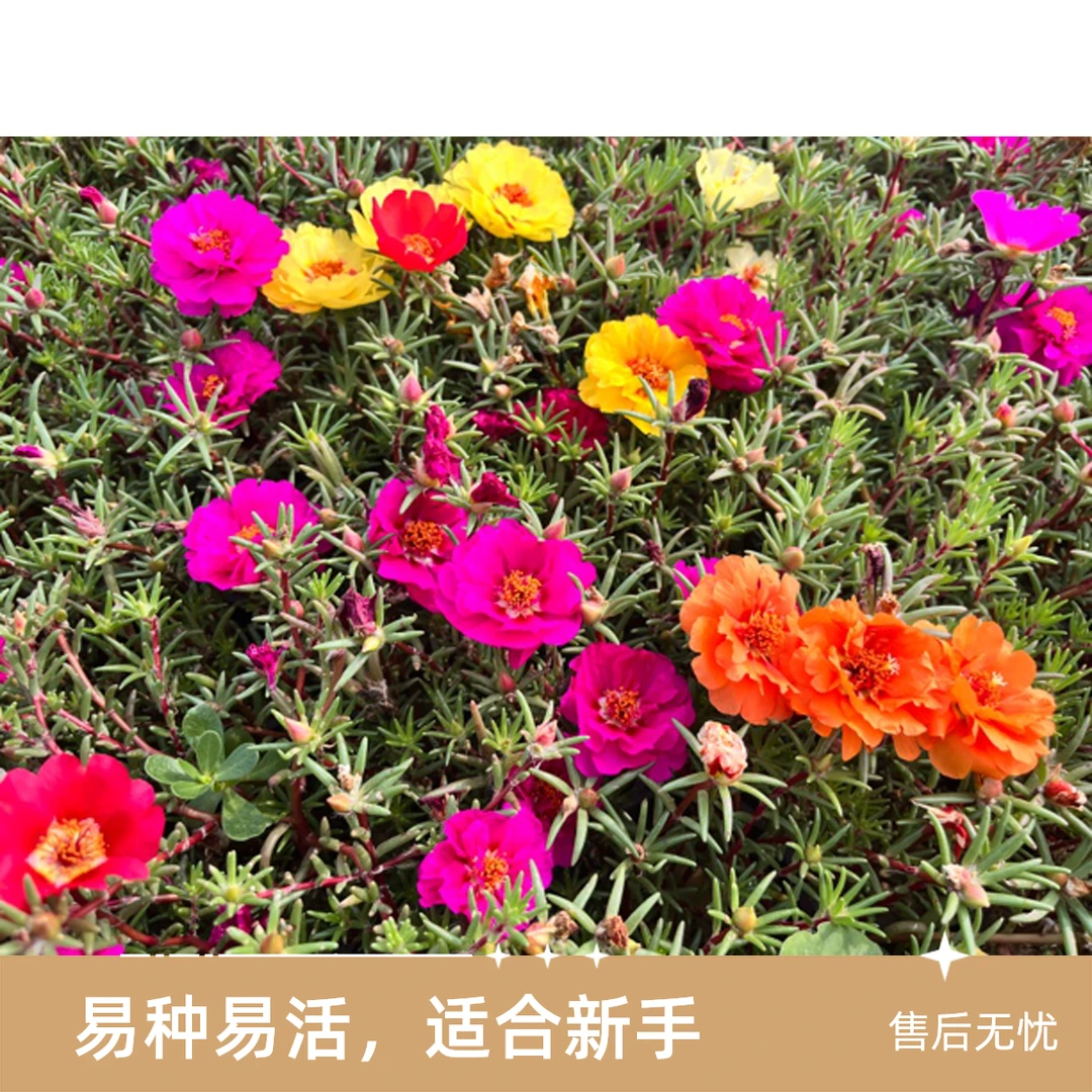 【重瓣太阳花】拍一发四！半枝莲多年生易爆花四季开花庭院花园