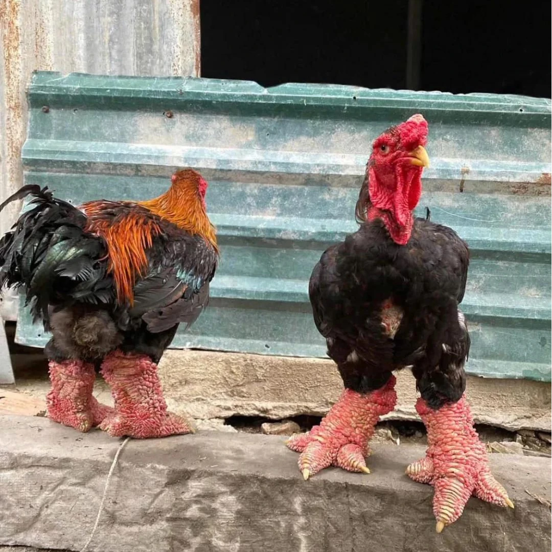 宠物鸡 东涛鸡 越南大脚鸡 粗脚鸡 包邮包活