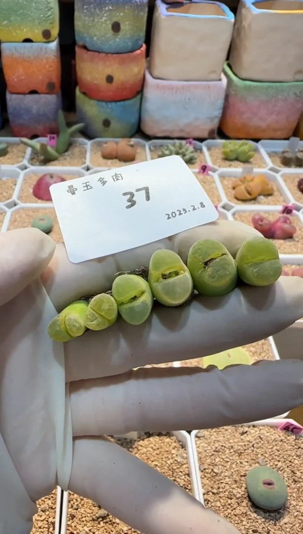 【闪购商品】25.2.8-37豆包