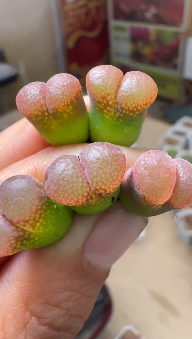 美丽的肉石头10-469一颗