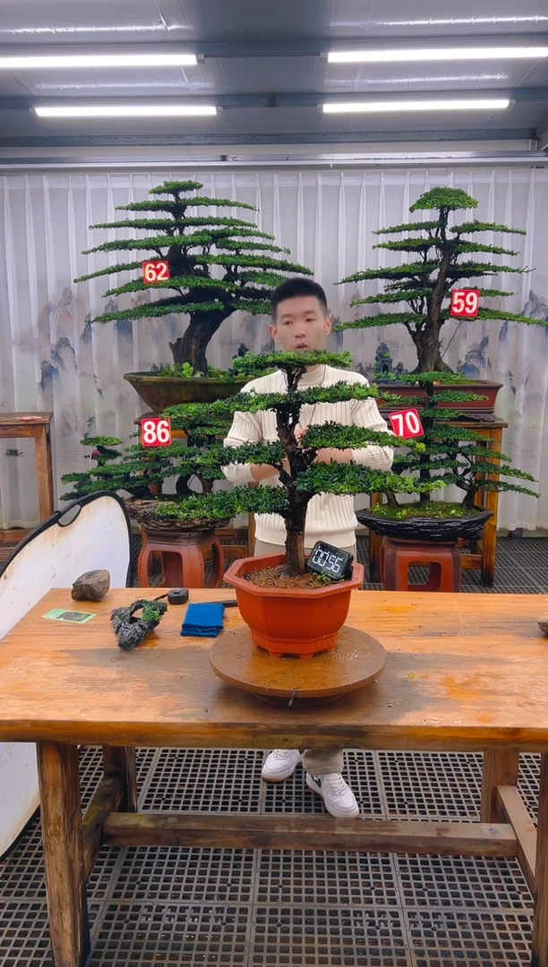 无花朵精品盆景直播间一物一拍