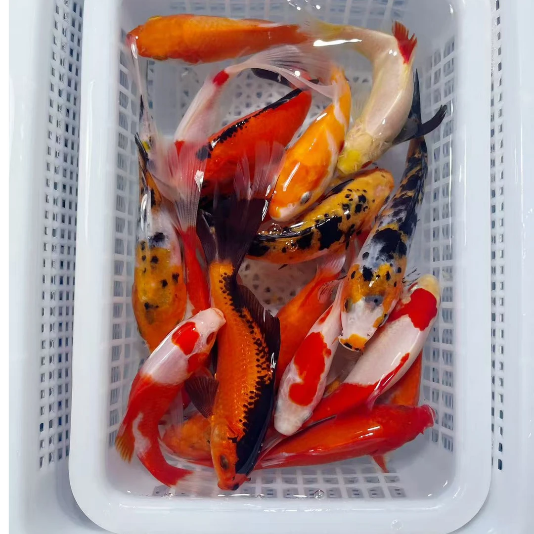 【观赏鱼混搭】10-12公分锦鲤观赏鱼冷水养殖好养耐活