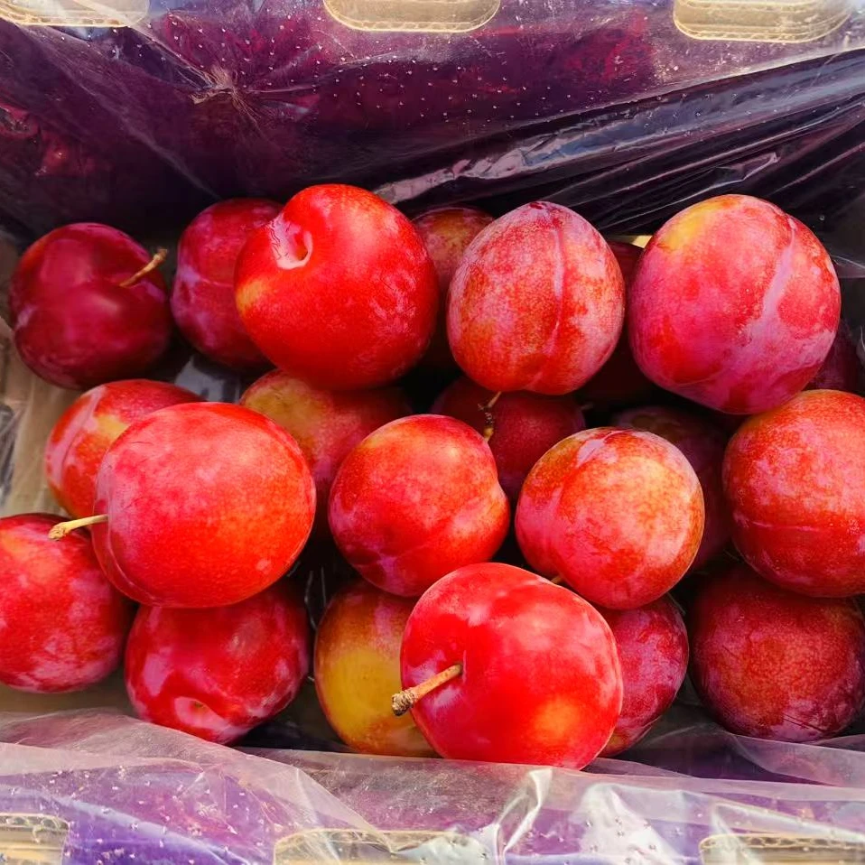 【蓝鲸小掌柜】智利糖果珠宝李爆汁李子6J一箱5斤左右