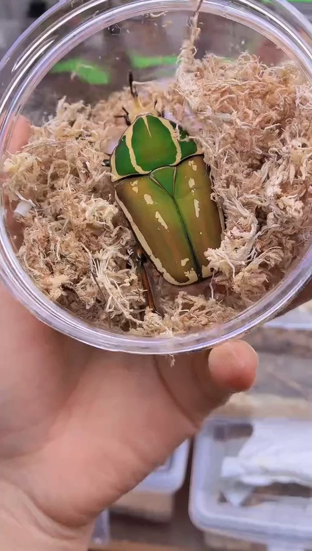 乌干达花金龟成虫1只