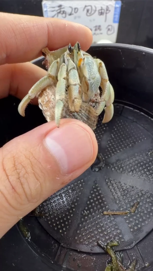 白灰白一只，不包全品