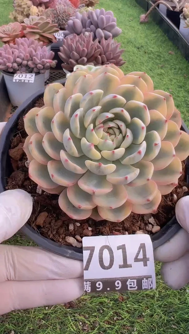 【闪购商品】信福多肉一物一拍