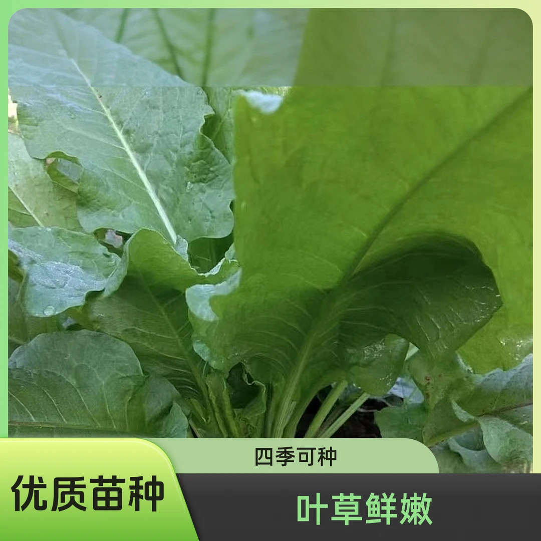 四季食叶草新鲜蔬菜庭院阳台盆栽