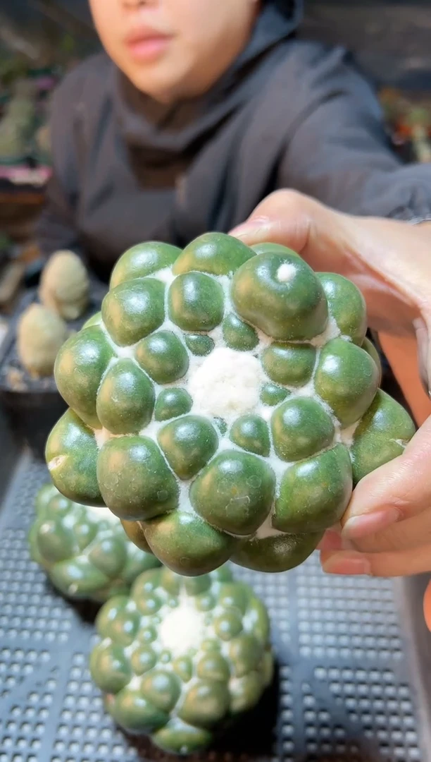 【闪购商品】泰系蜘蛛眼8公分无根