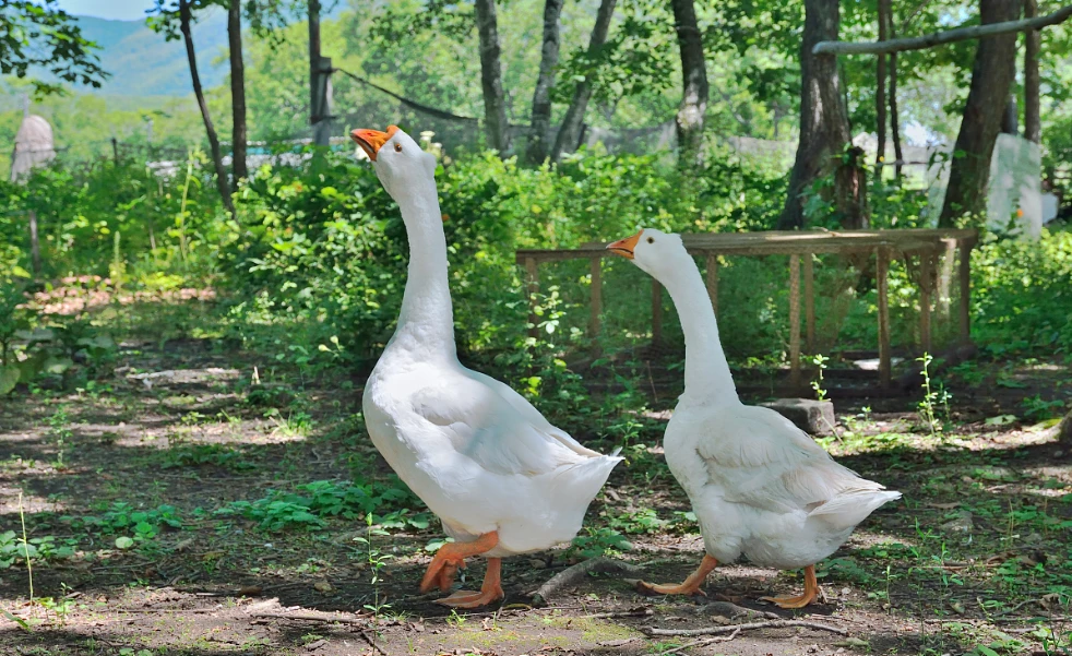 东北农家整只大鹅，走地鹅，带心肝胗，铁锅炖大鹅鲜嫩可口京东包邮。